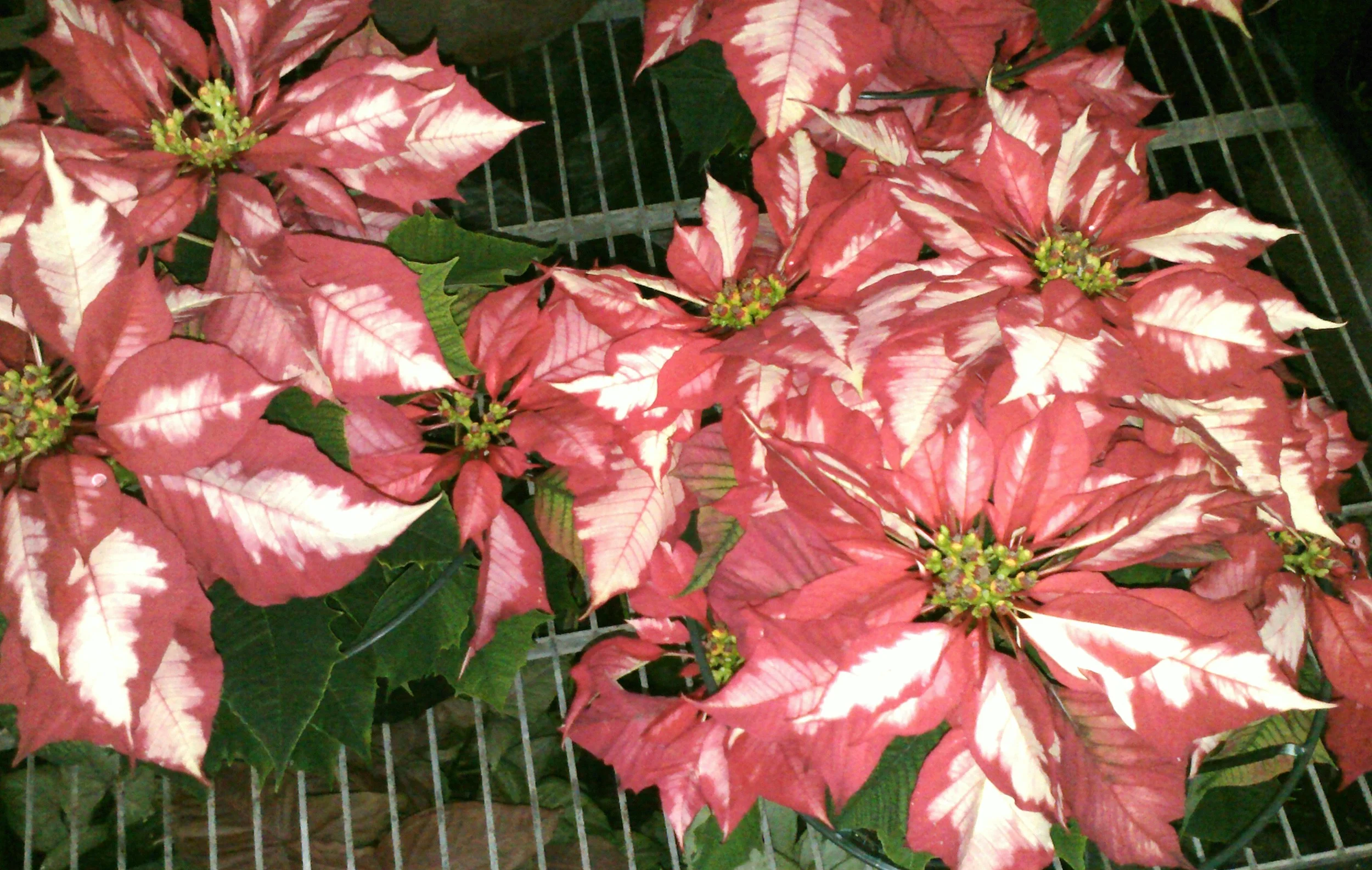 Ice Punch Poinsettia