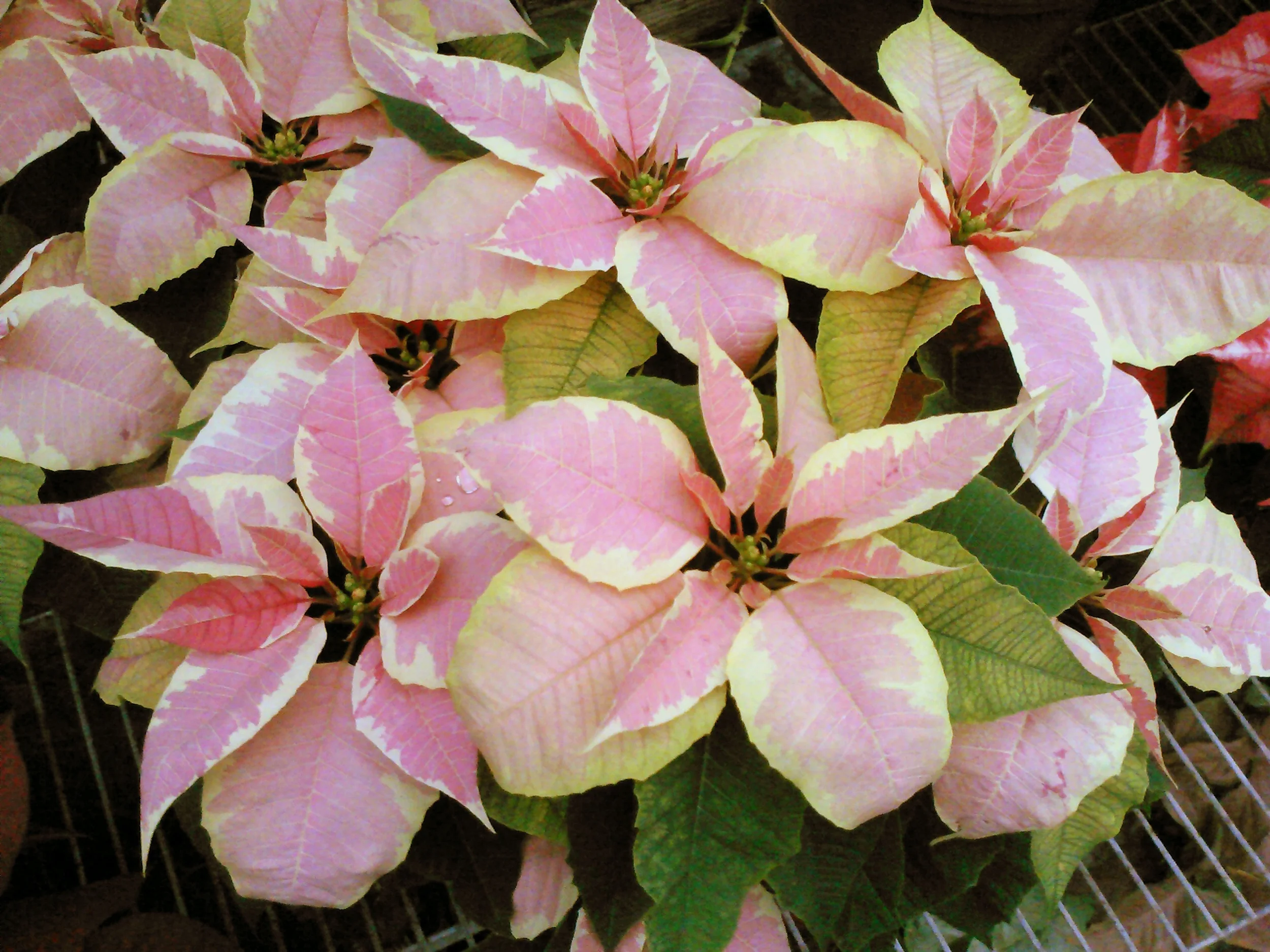 Marbella Poinsettia