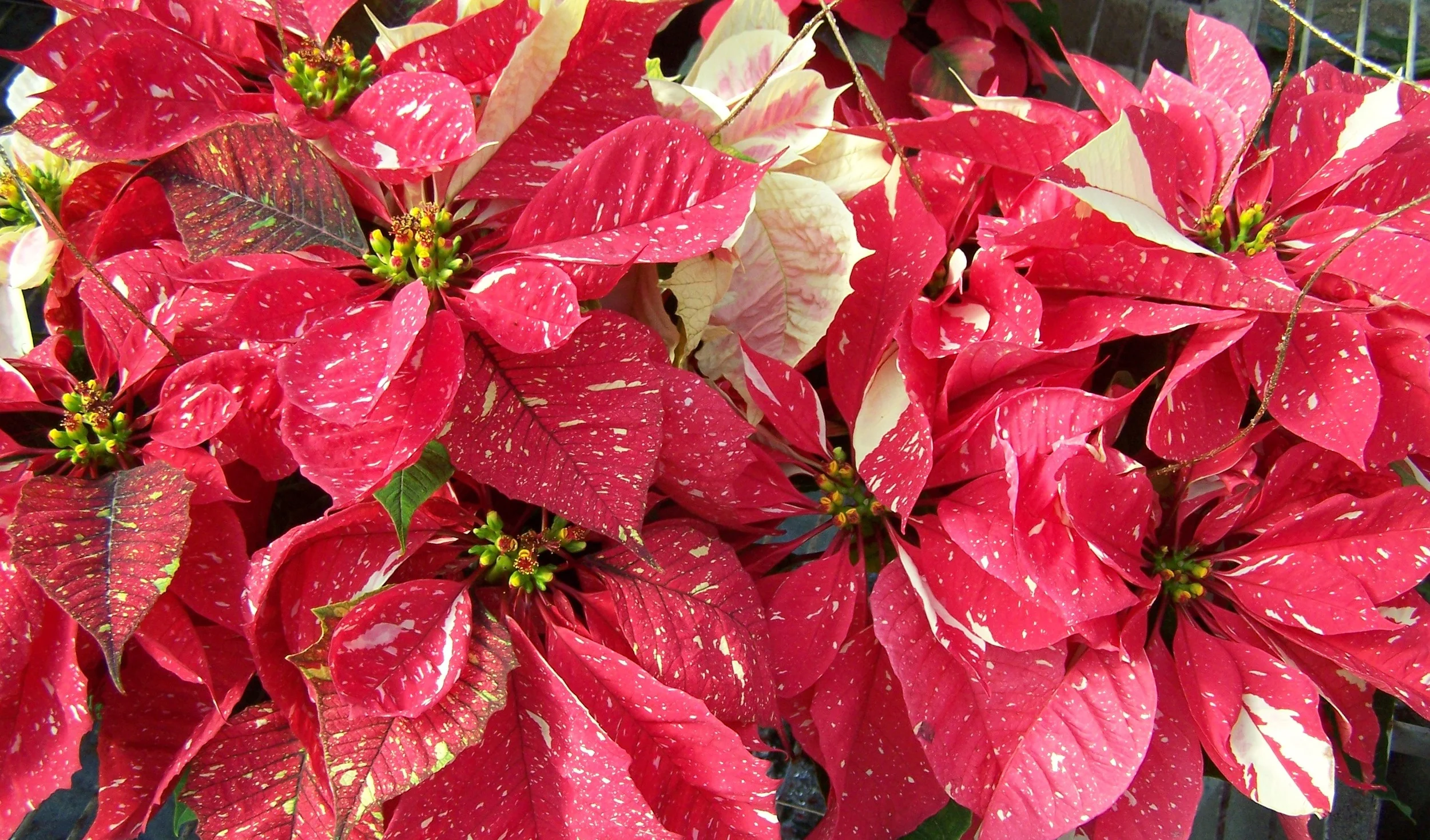 Red Glitter Poinsettia