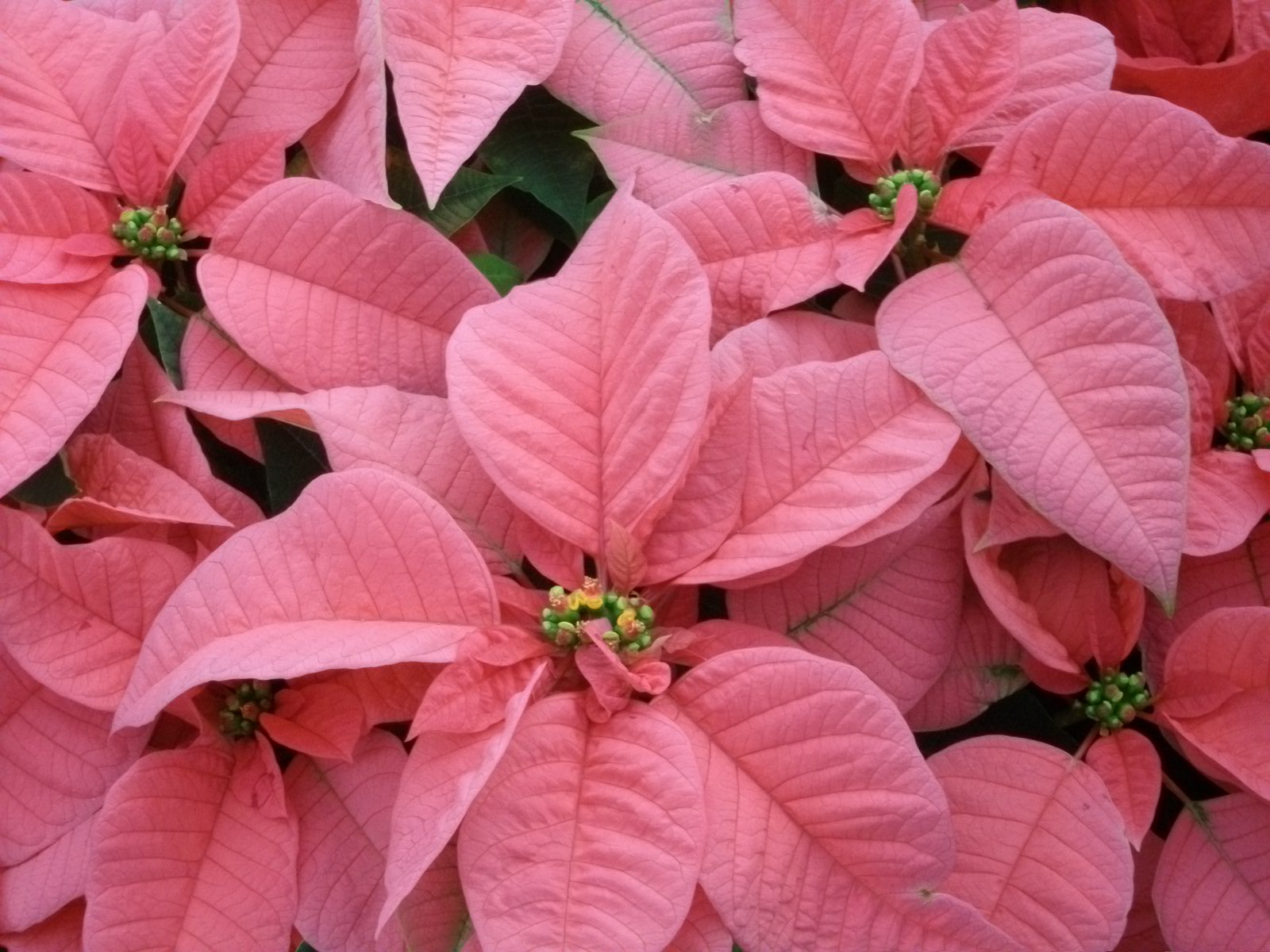Pink Poinsettia