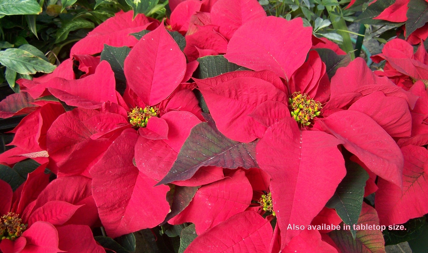 Traditional Red Poinsettia