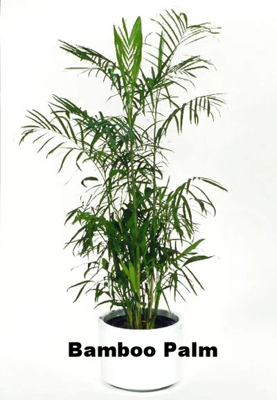 Light Level I - Low to Medium Light