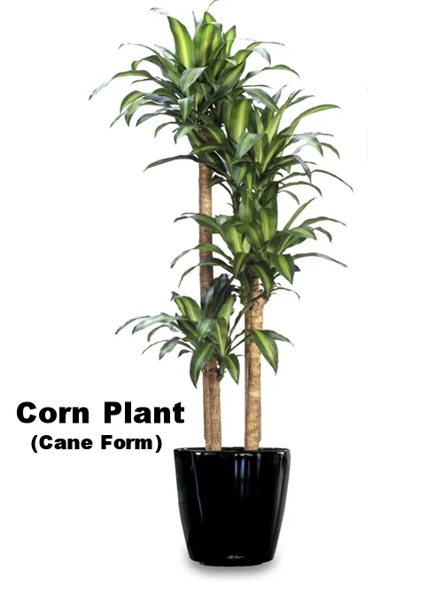 Light Level I - Low to Medium Light