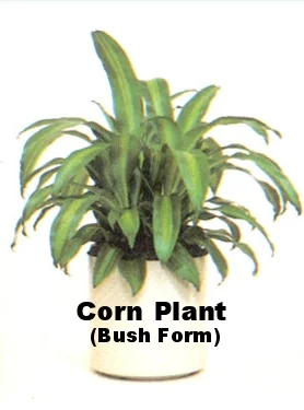 Light Level I - Low to Medium Light