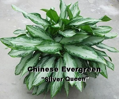 Chinese Evergreen-LL I.jpg