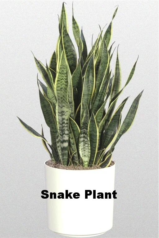 Light Level I - Low to Medium Light