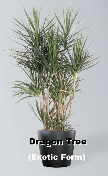 Light Level II - Medium to Hight Light