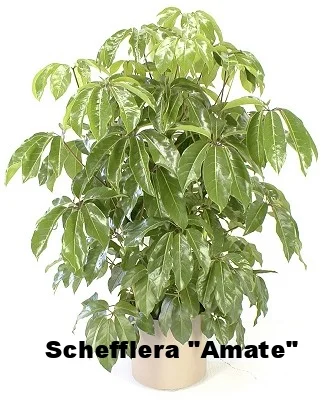 Schefflera "Amate"