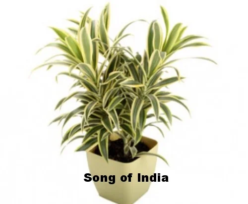 Song of India