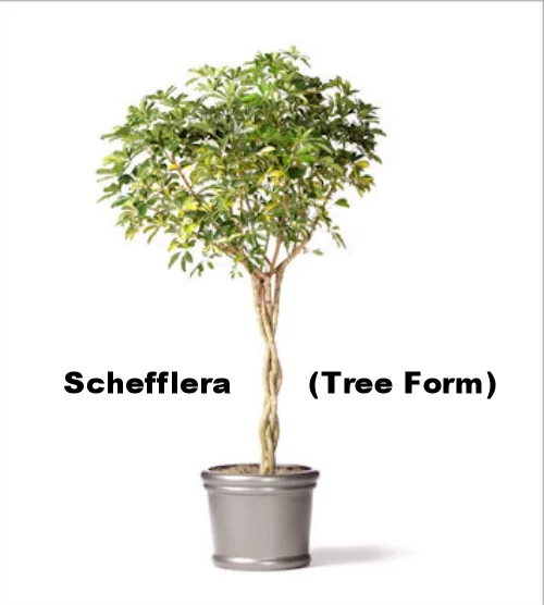 Schefflera (Tree Form)