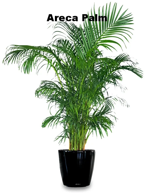 Areca Palm