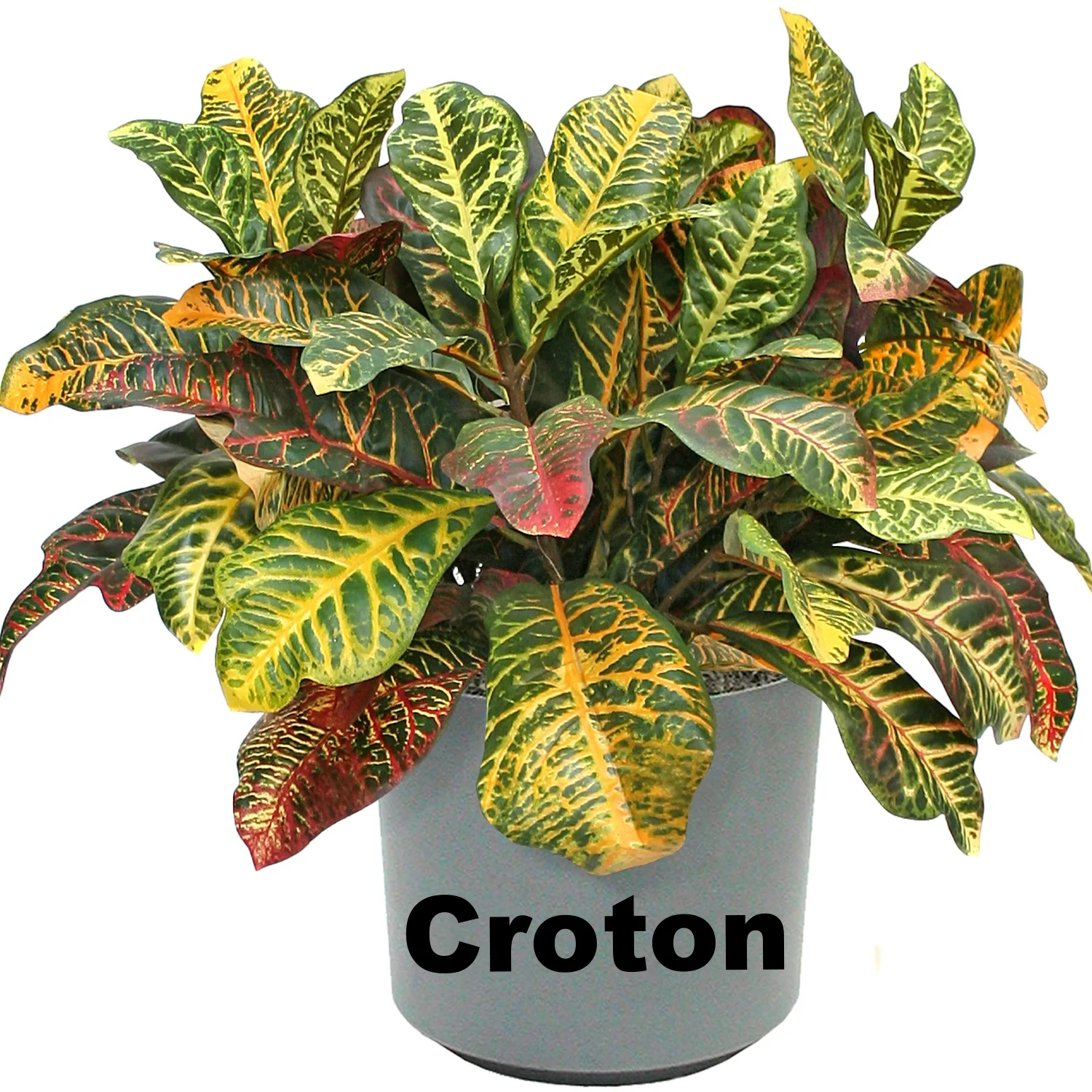 Croton