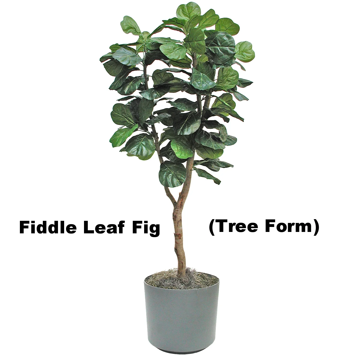 Fiddle Leaf Fig (Tree Form)