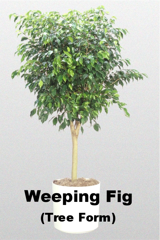 Weeping Fig (Tree Form)