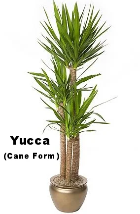 Yucca (Cane Form)