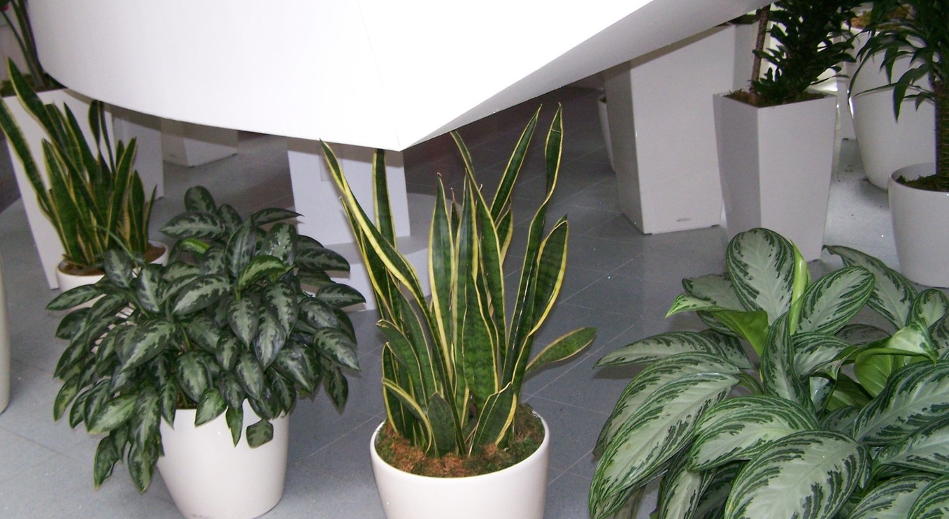 Moderate Interior Plants