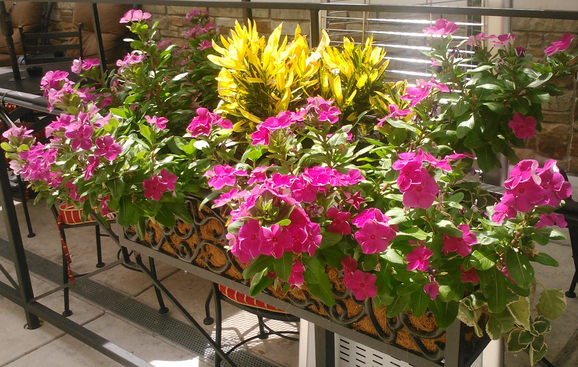 Rail Box with Vinca and Crotons