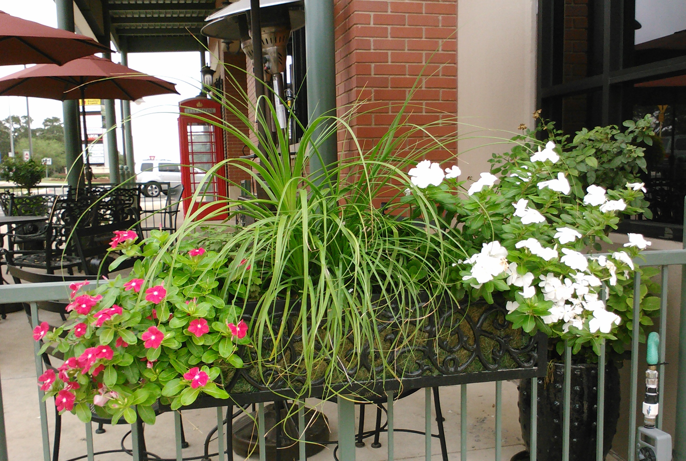 Ponytail Palm with Vinca Railbox
