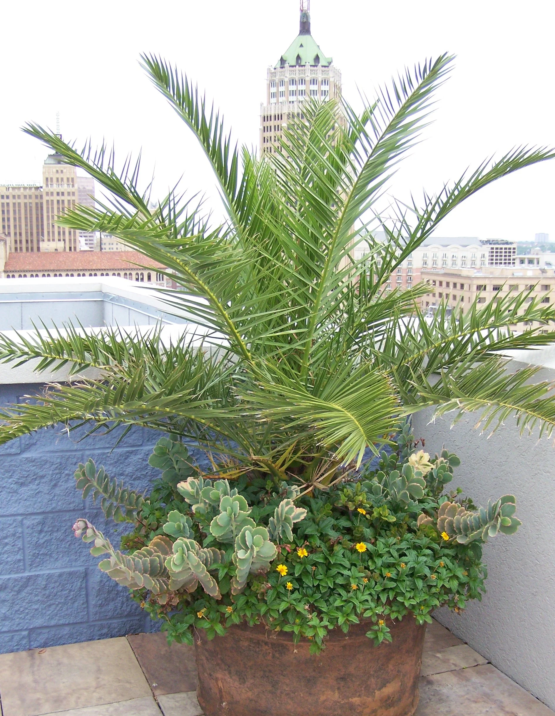 Palm/Succulent Combination