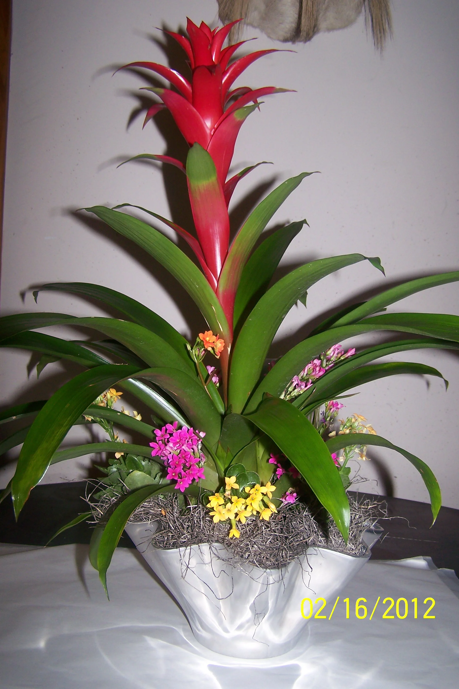 Bromeliad Bouquet in stanless steel container.JPG