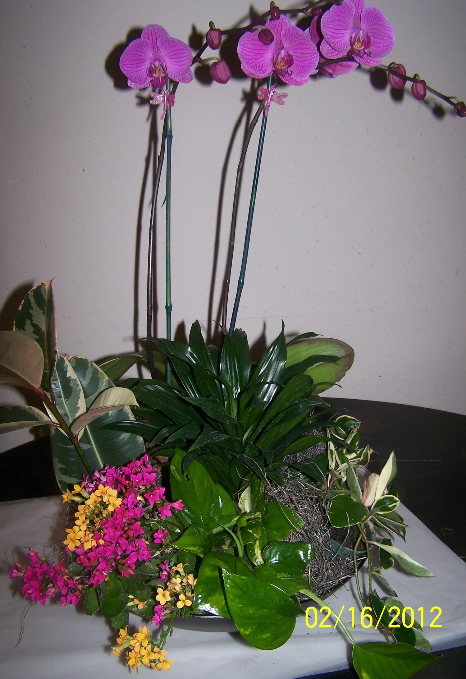 6 inch orchid in large plant bouquet.JPG
