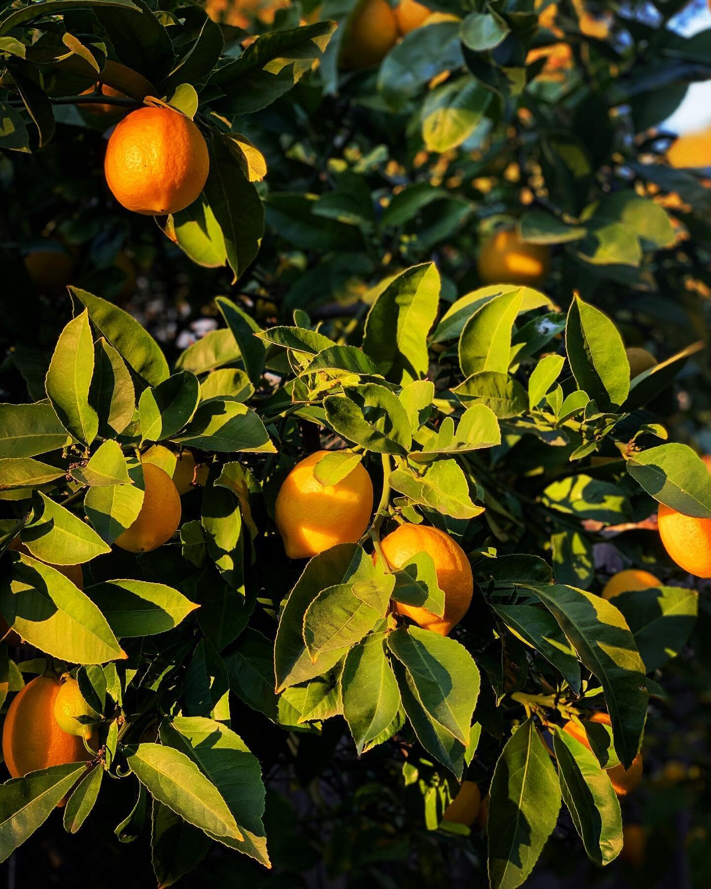 When in doubt about the sanity of making a home in California, winter citrus can really help the case