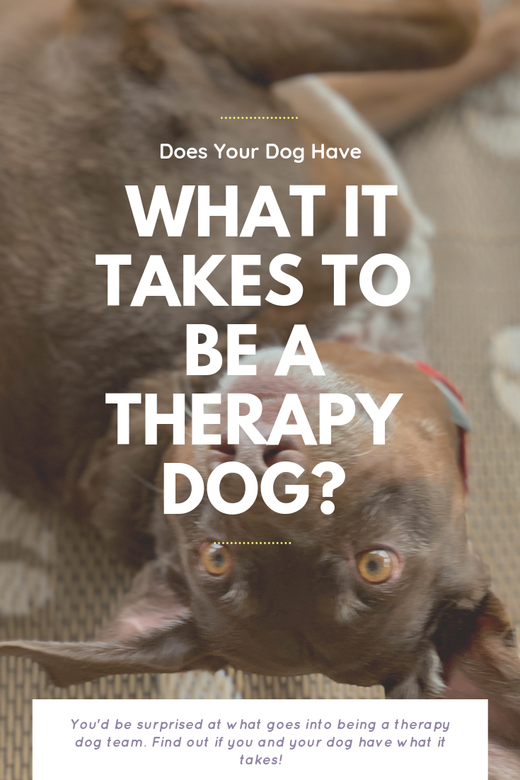 Does Your Dog Have What It Takes To Be A Therapy Dog? | Bring Mommy A Martini
