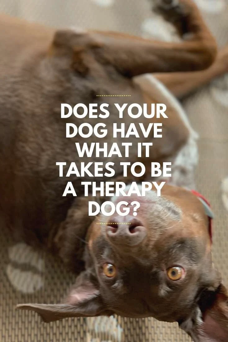 Does Your Dog Have What It Takes To Be A Therapy Dog?