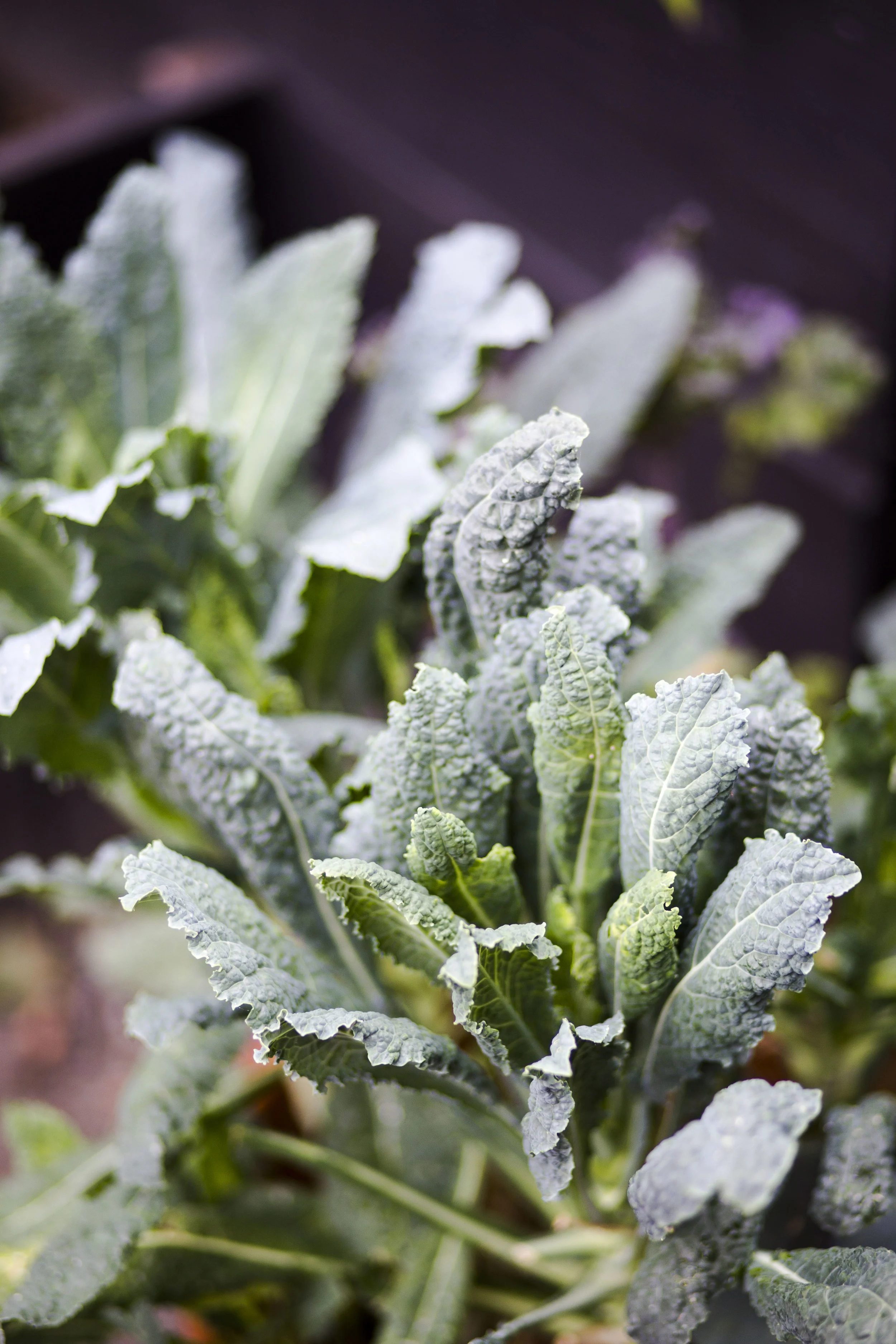 COR-Fig+Yarrow_JLove-092617-321.jpg