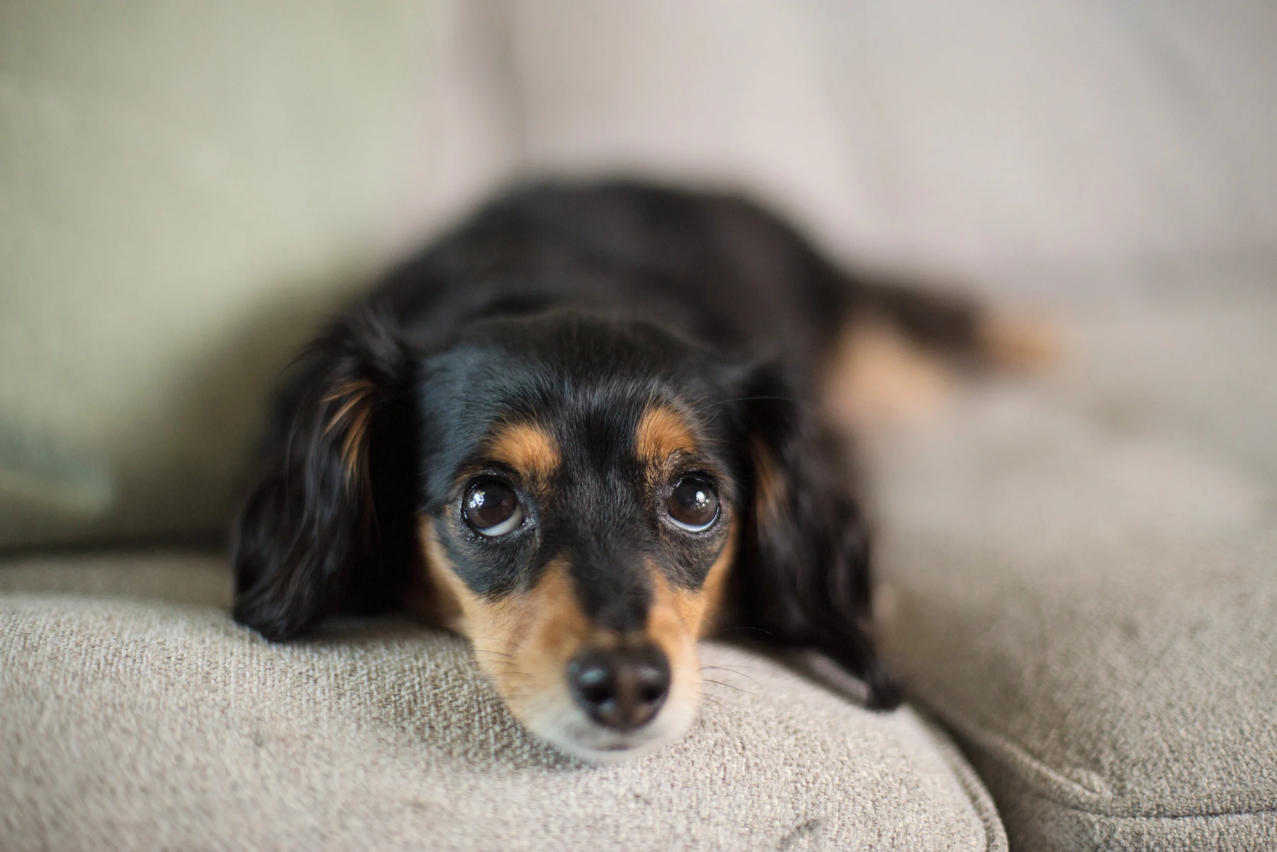 Daylight Fading Photography - Shreveport Bossier Louisiana Lifestyle Dog Photographer