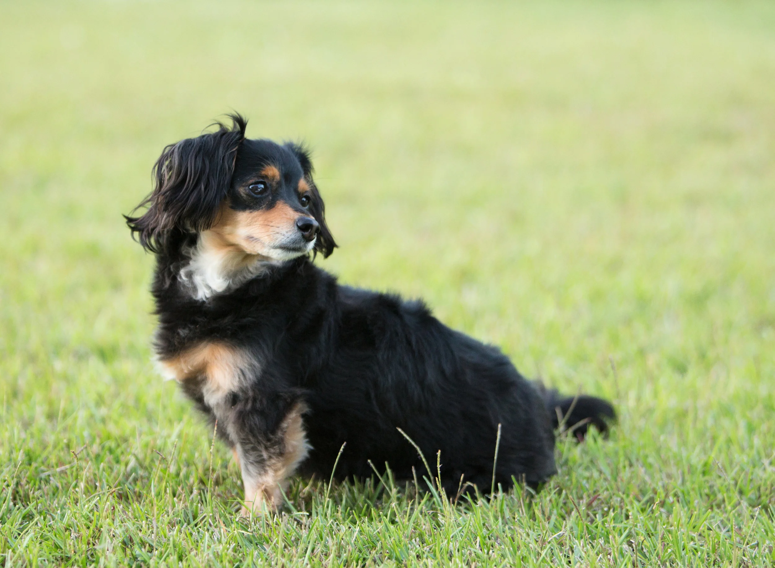 Daylight Fading Photography - Shreveport Bossier Louisiana Lifestyle Dog Photographer