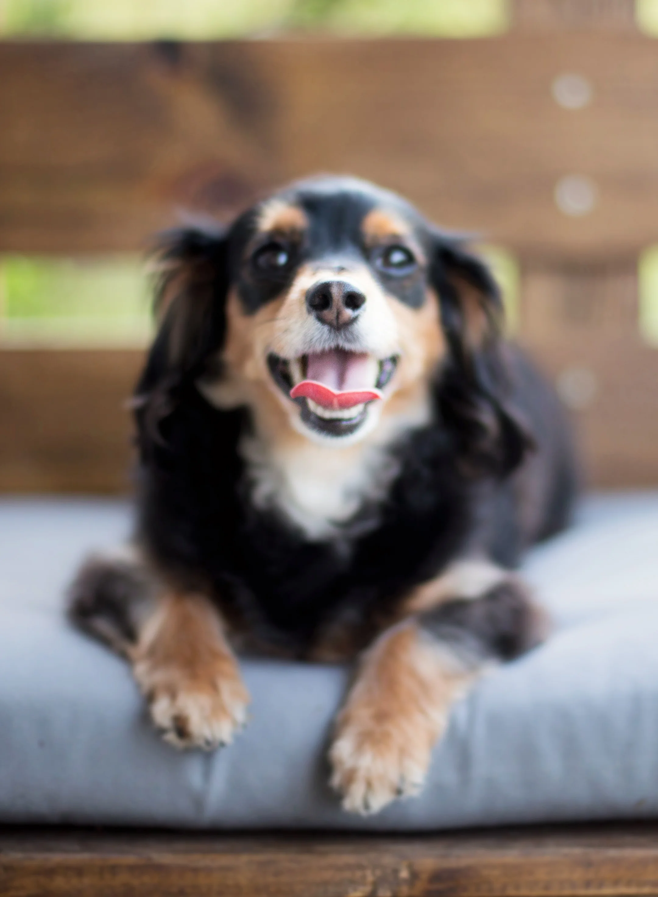 Daylight Fading Photography - Shreveport Bossier Louisiana Lifestyle Dog Photographer