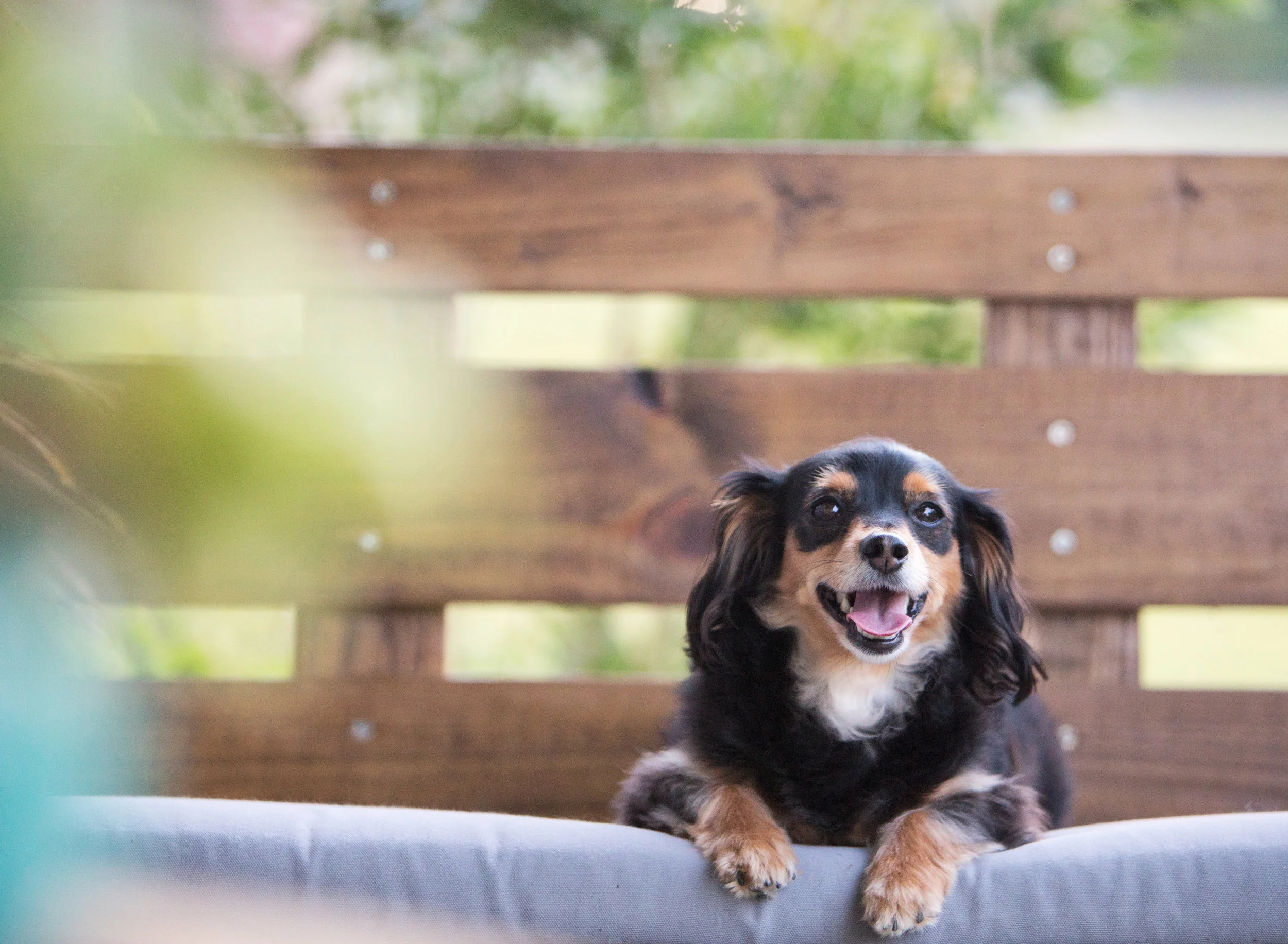 Daylight Fading Photography - Shreveport Bossier Louisiana Lifestyle Dog Photographer