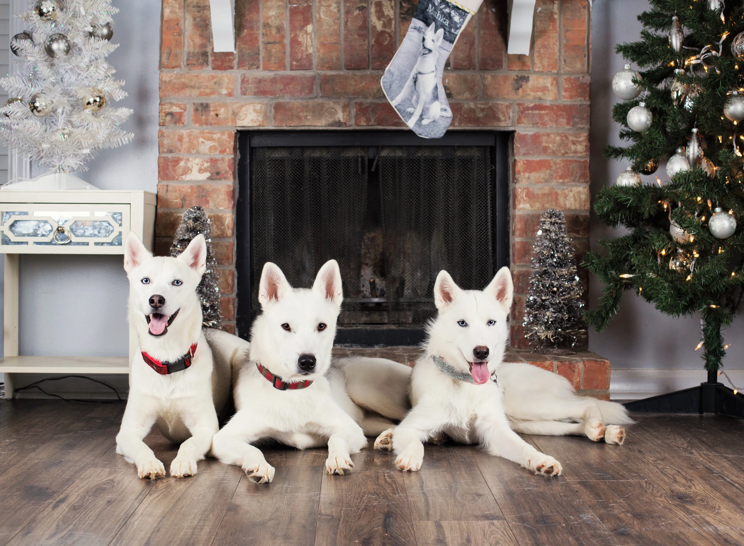 Dog Christmas Portraits