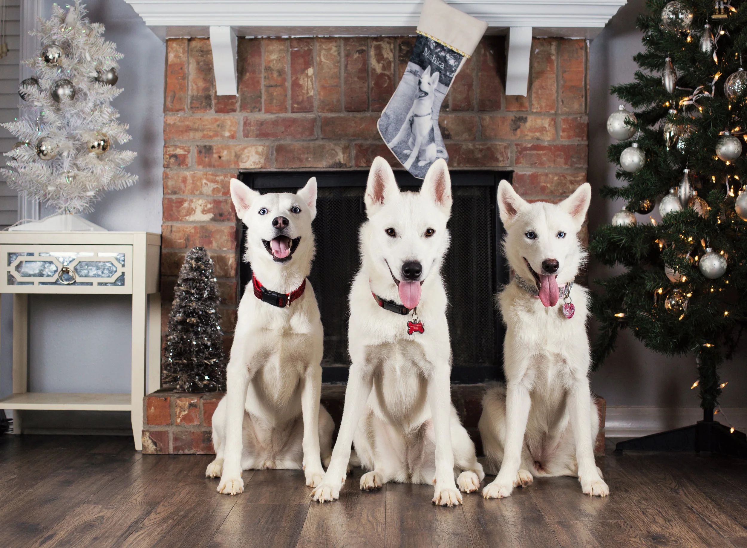 Lifestyle Dog Photography