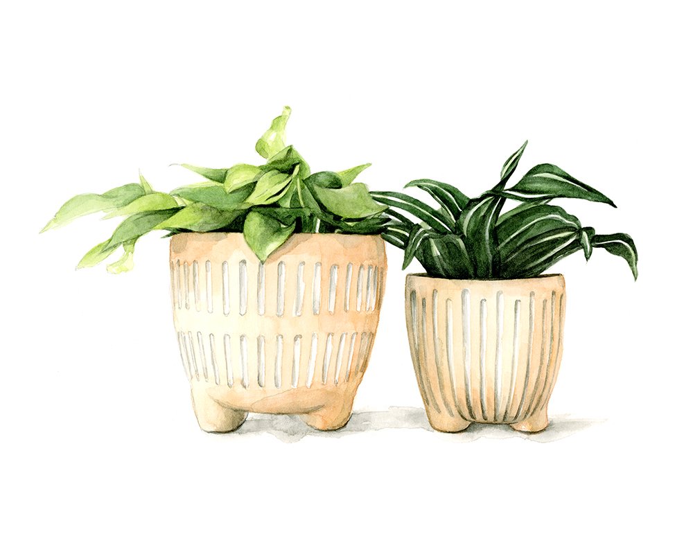 Potted Tropical Plants