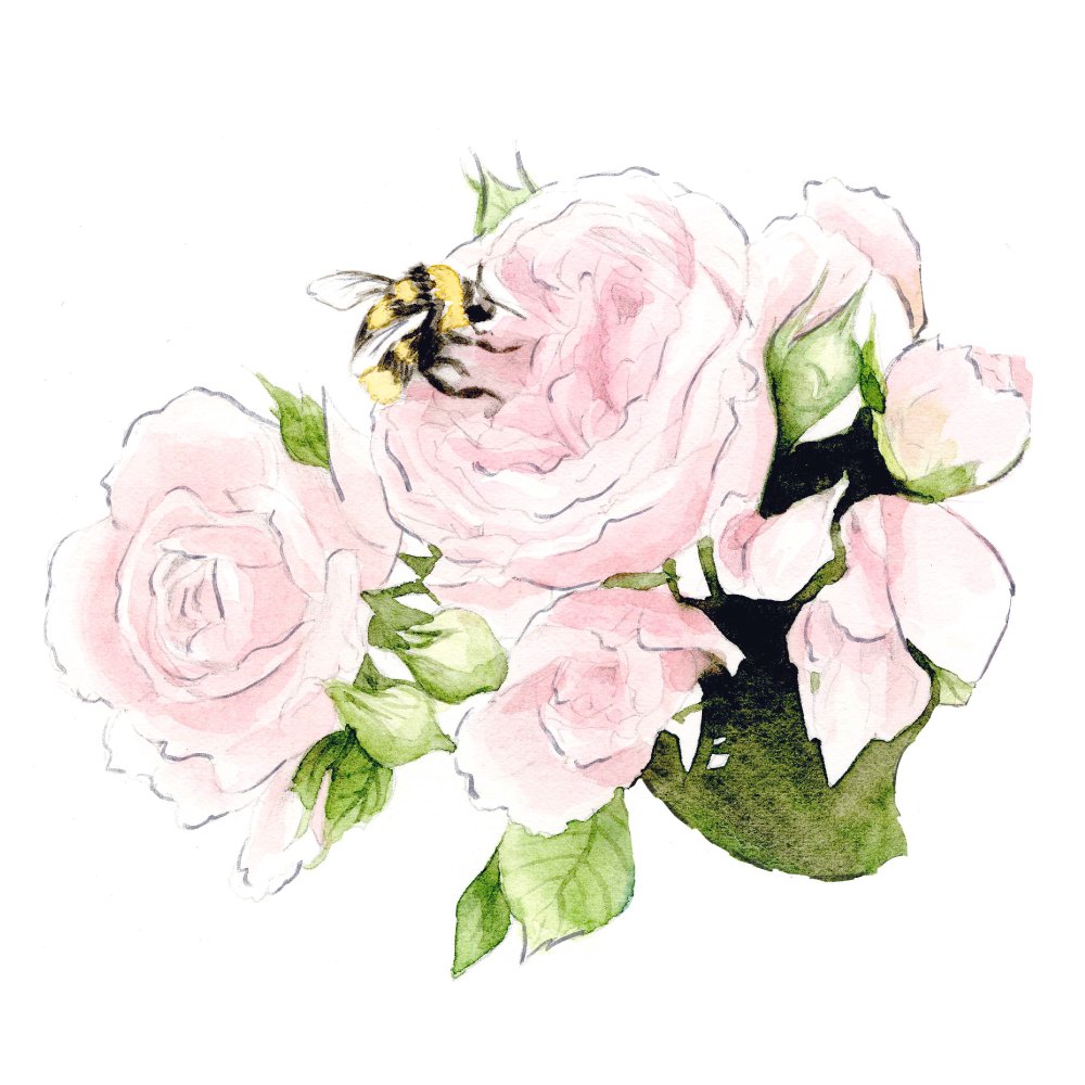Pink Roses and Bee Illustration