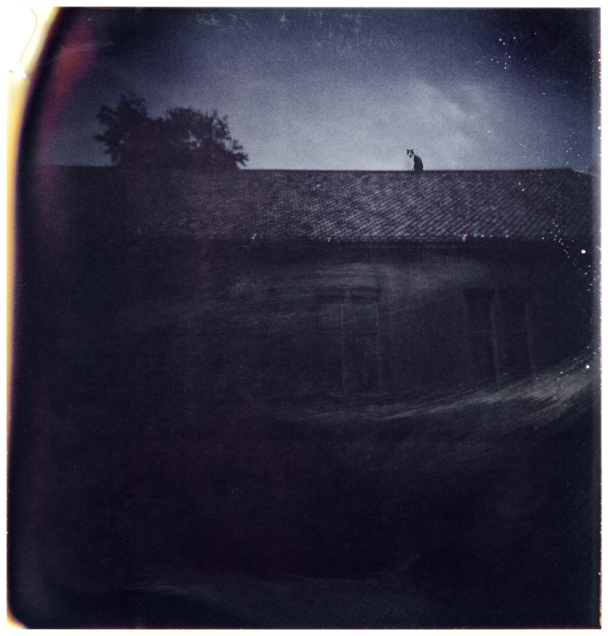 Cat on the roof / 2006