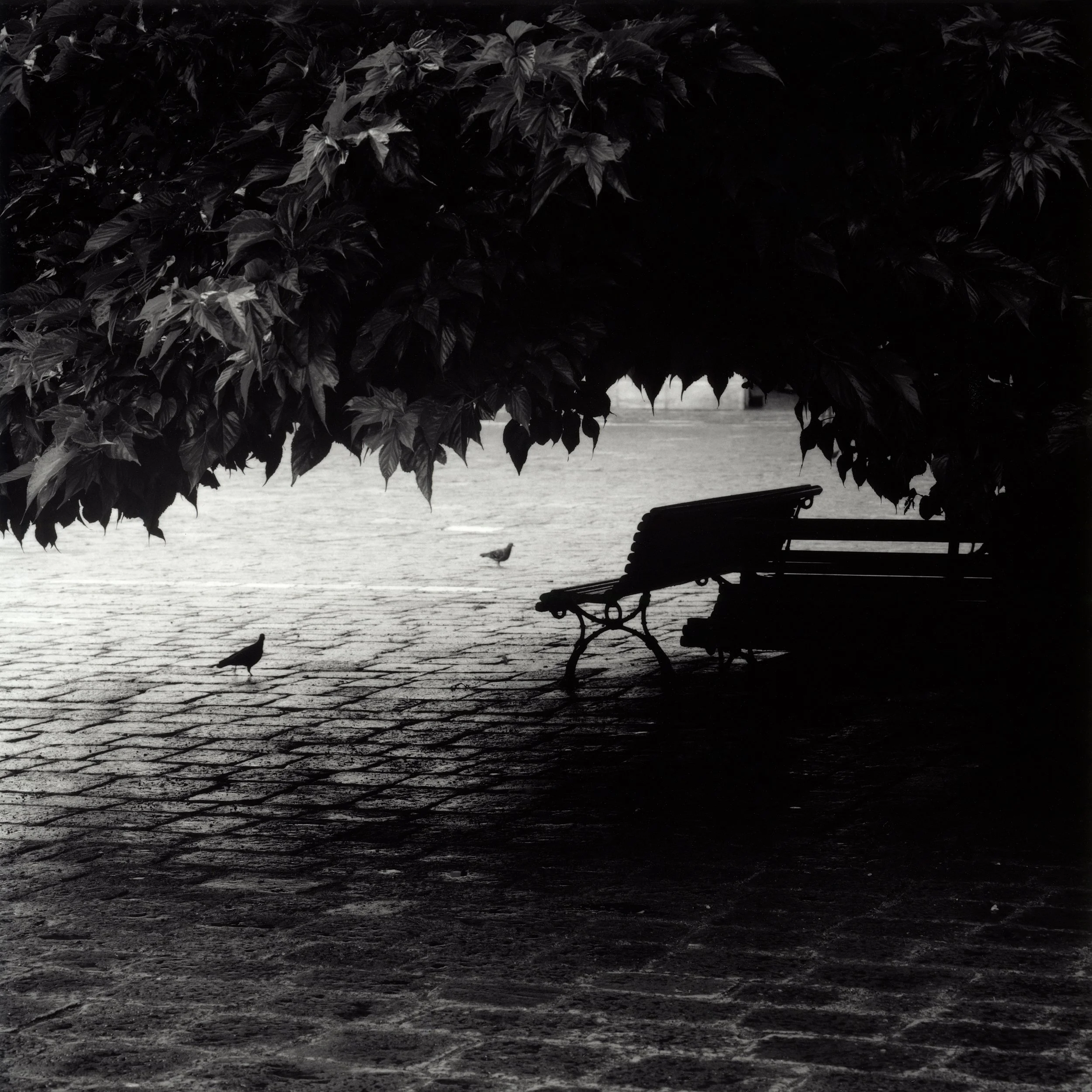 Duer på Campo San Polo-Mamiya 6-50mm-HP5-17x17cm IlfordFB.jpg