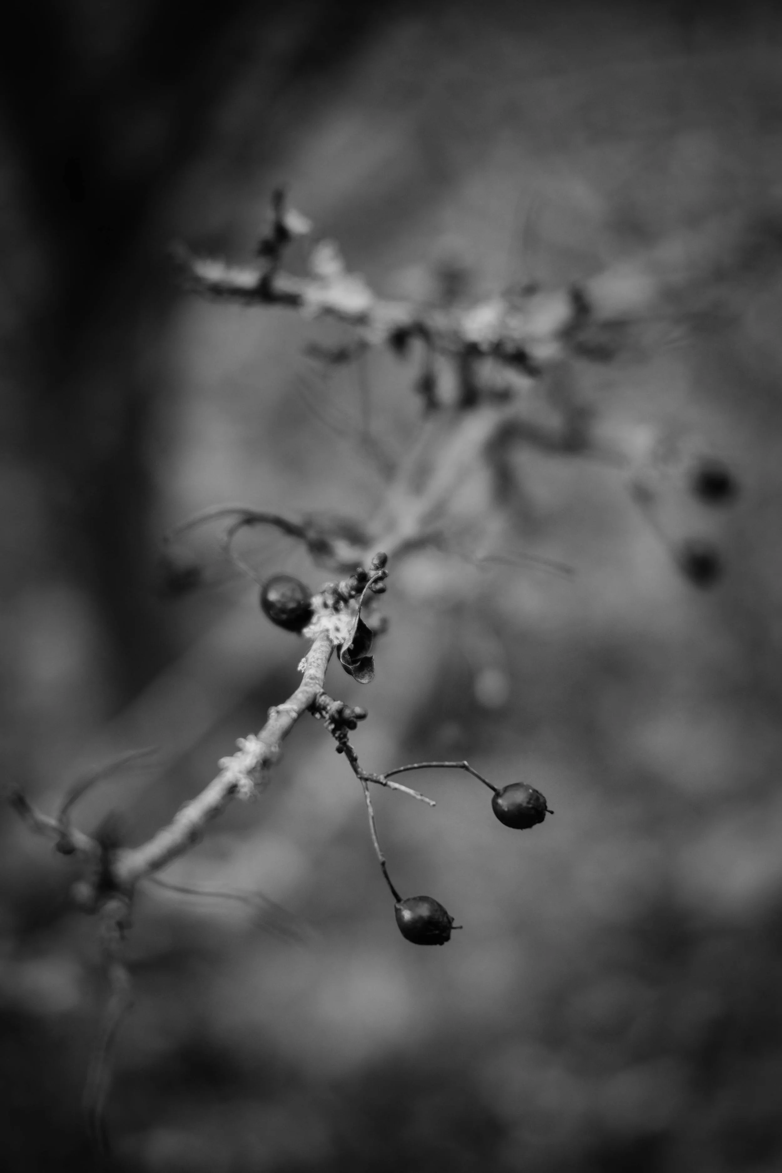 DSCF9352.jpg