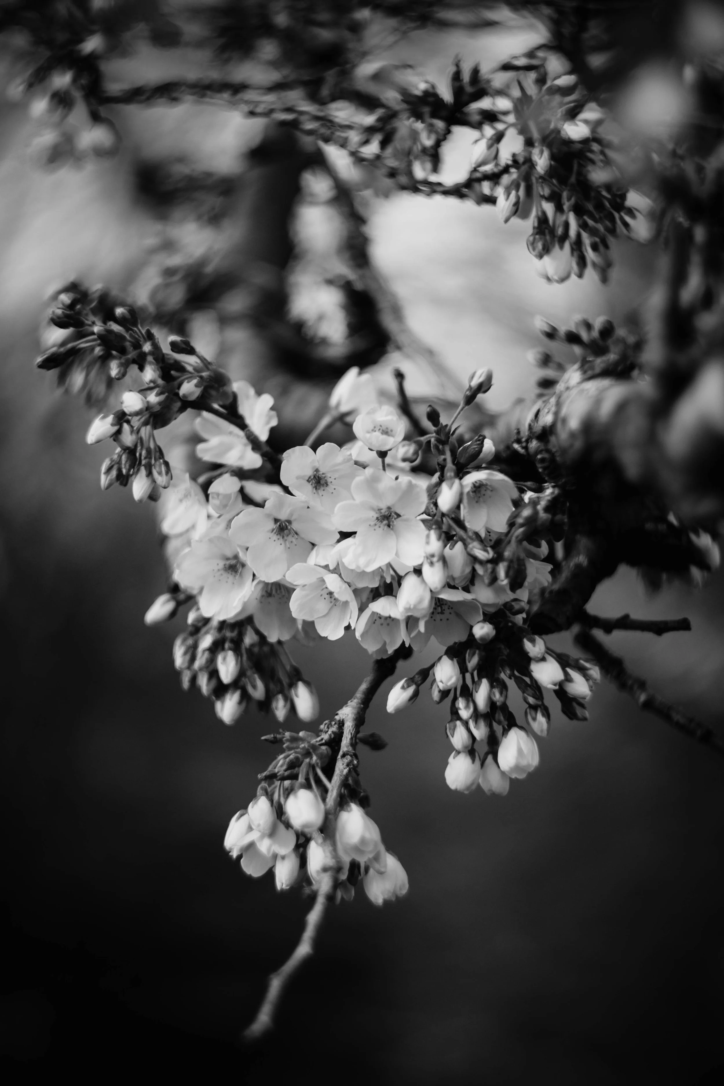 DSCF9656.jpg