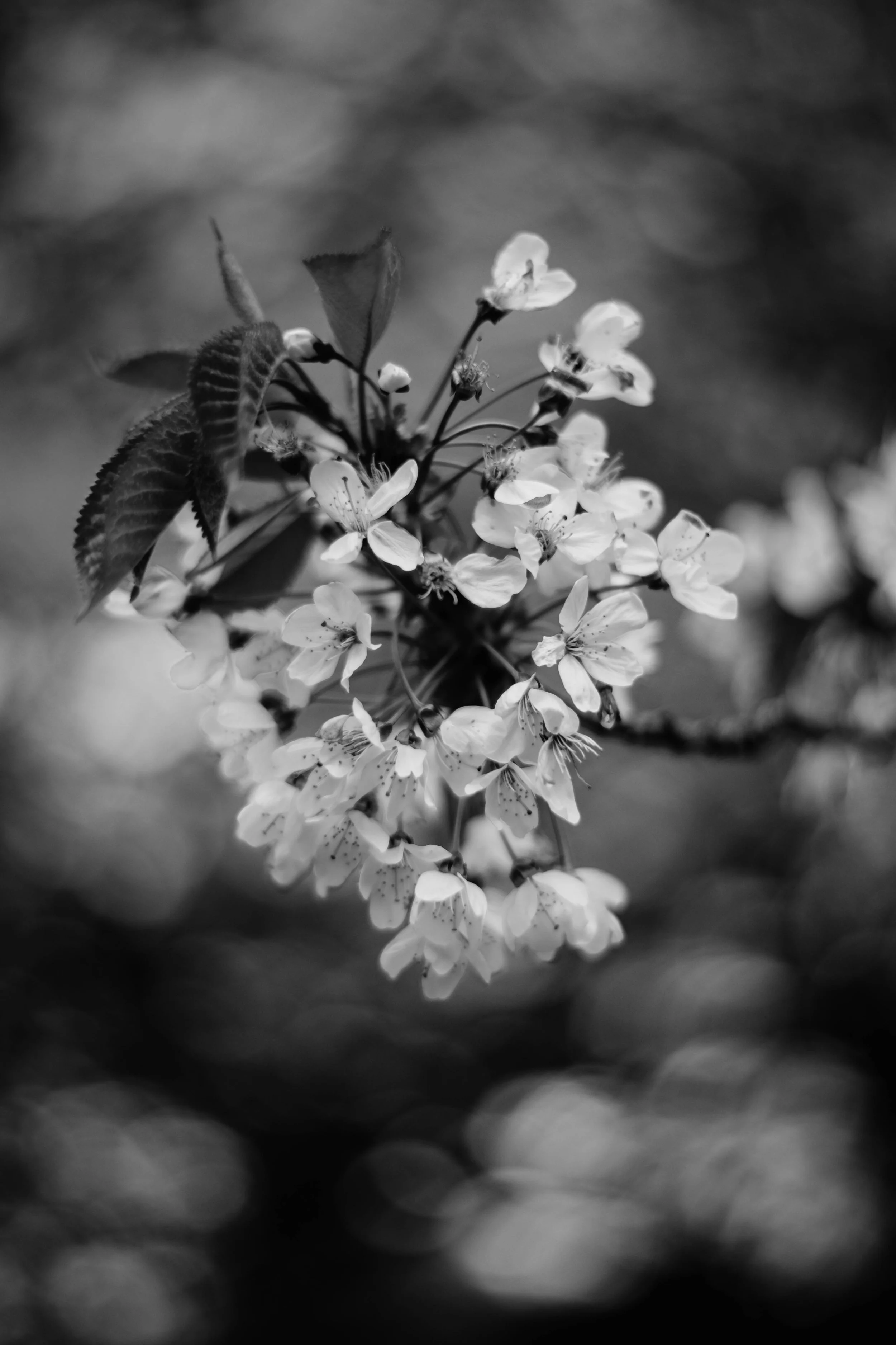DSCF0081.jpg