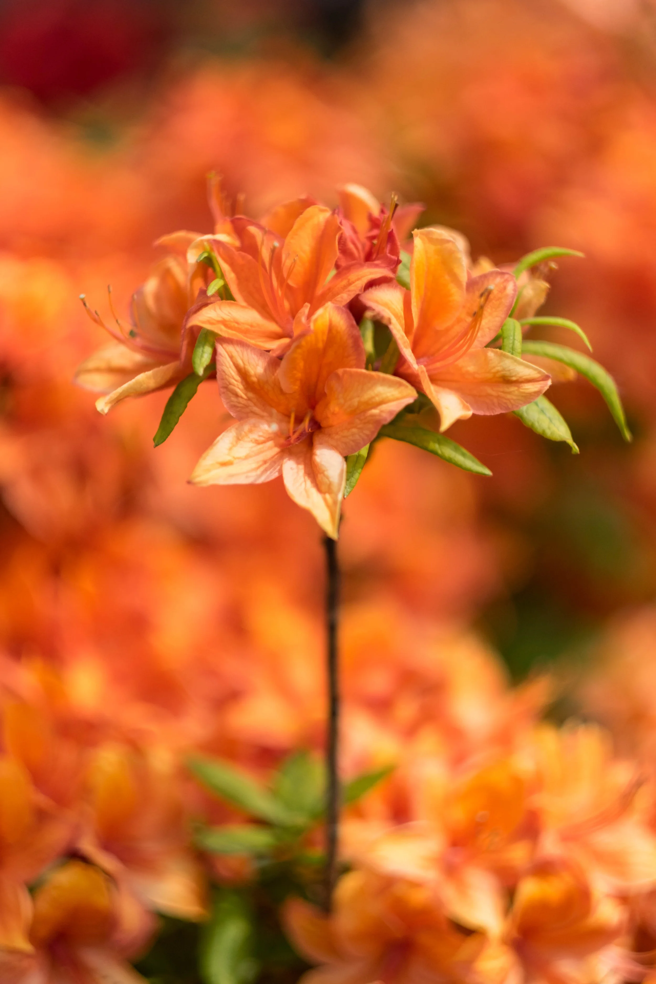 DSCF5180.jpg
