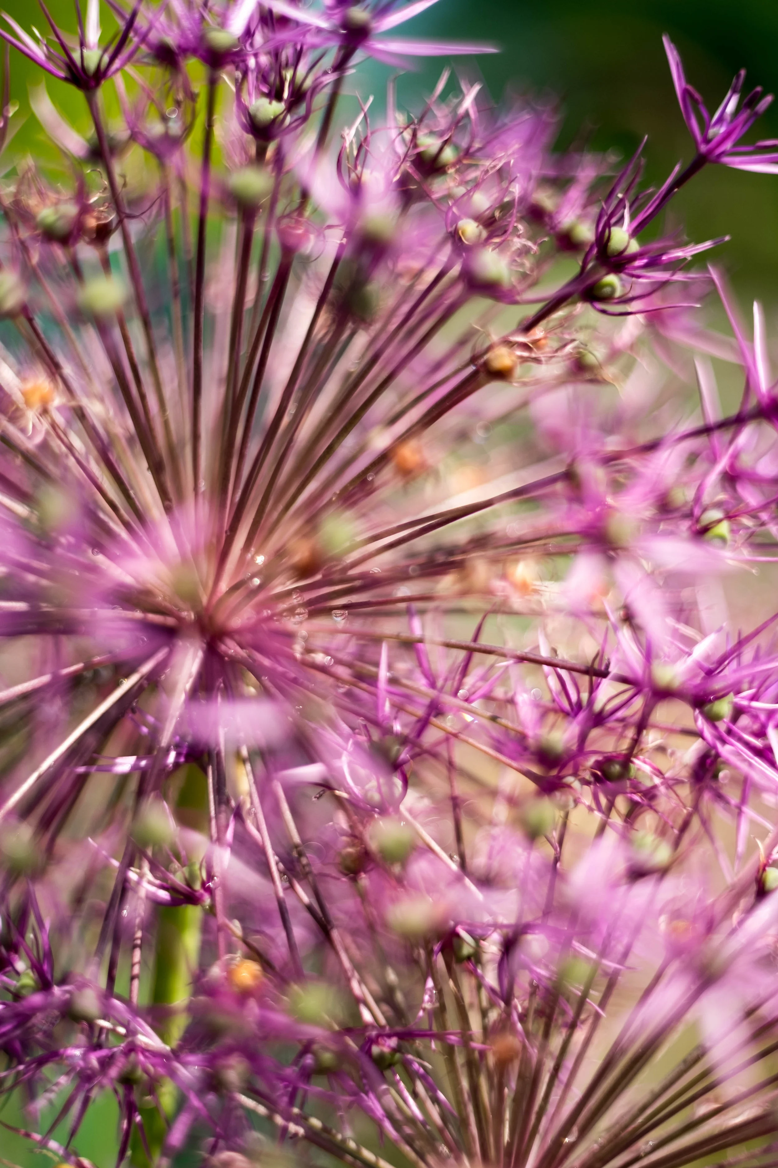 DSCF5275-2.jpg