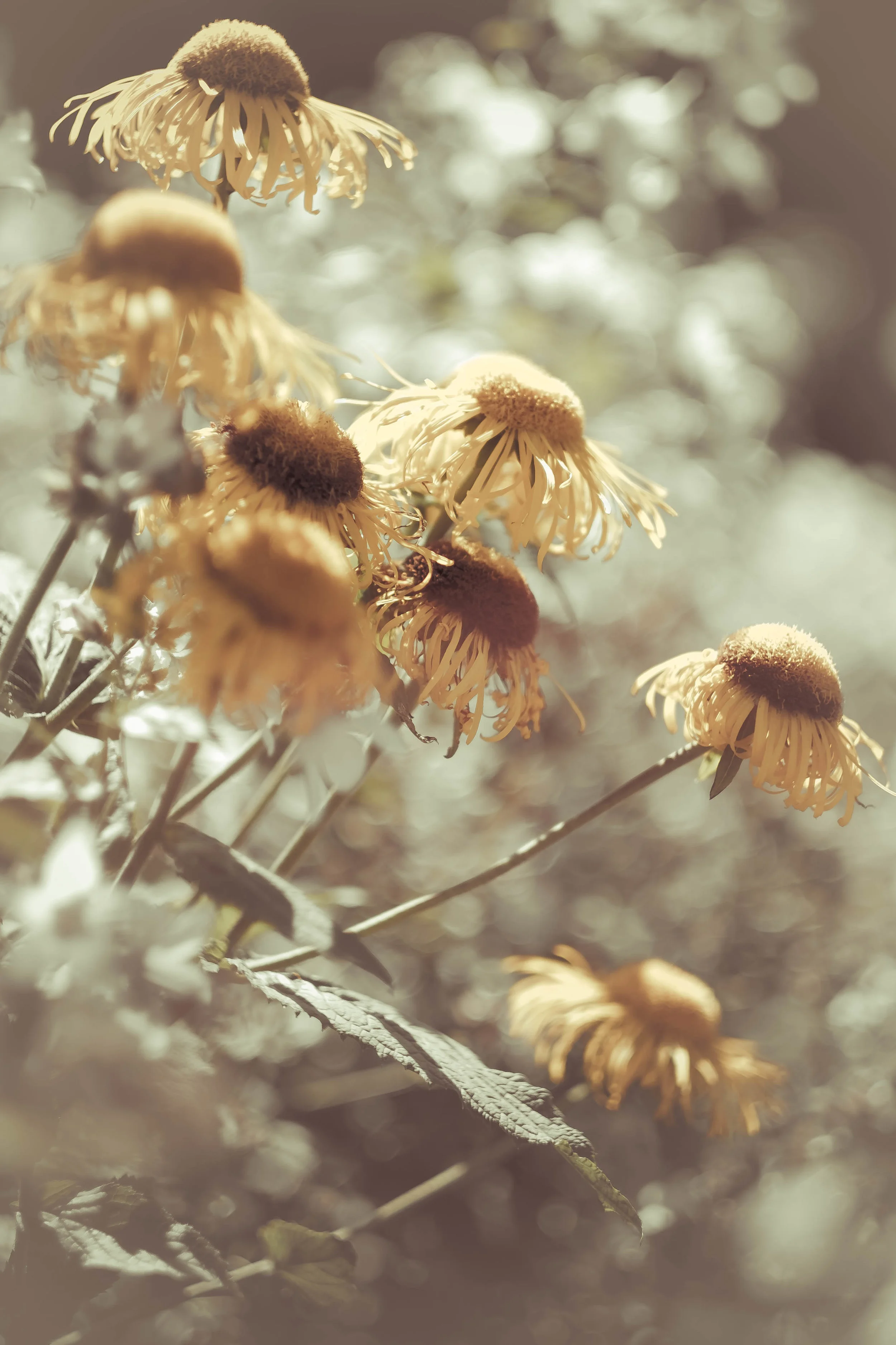 DSCF6146-2.jpg