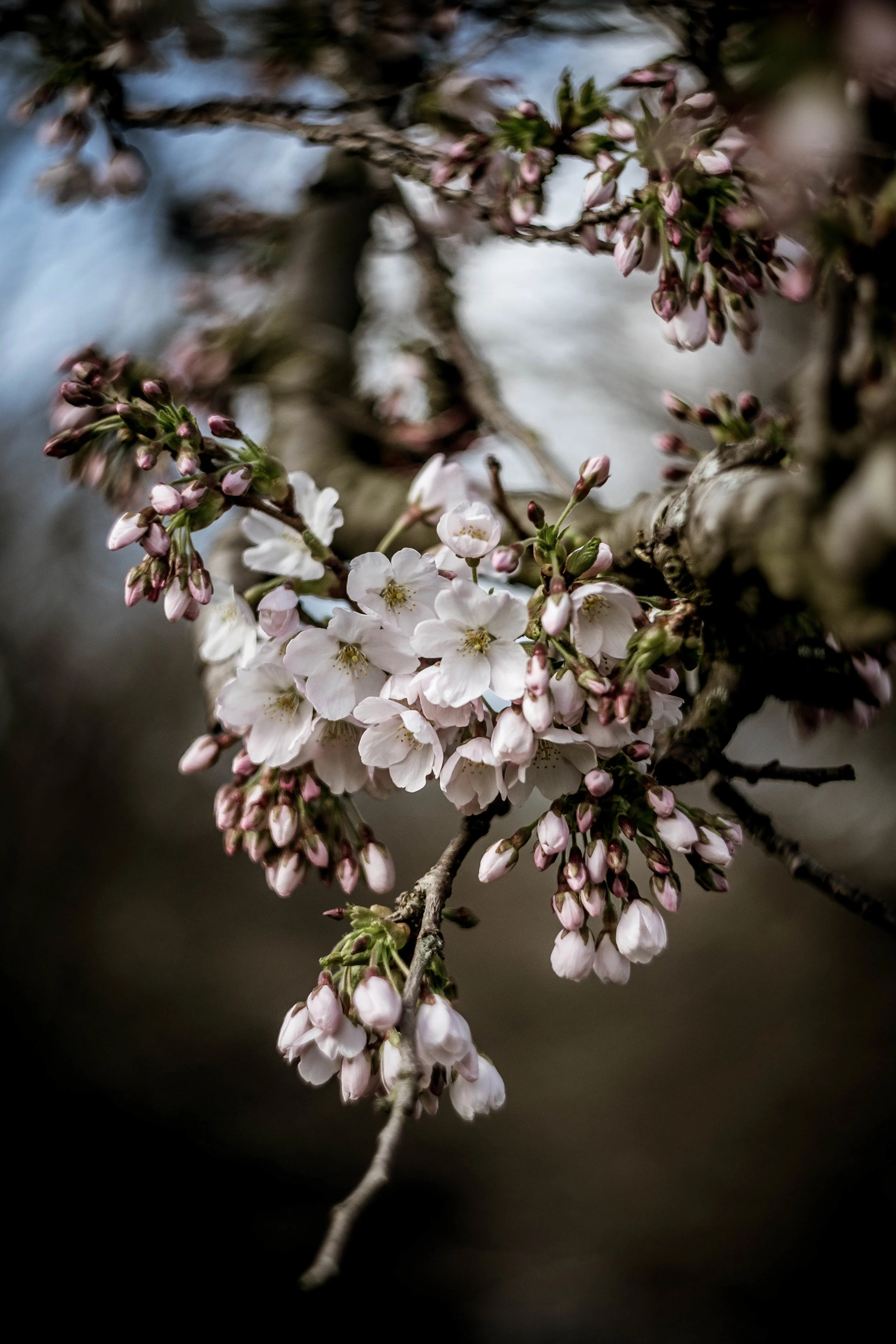 DSCF9656.jpg