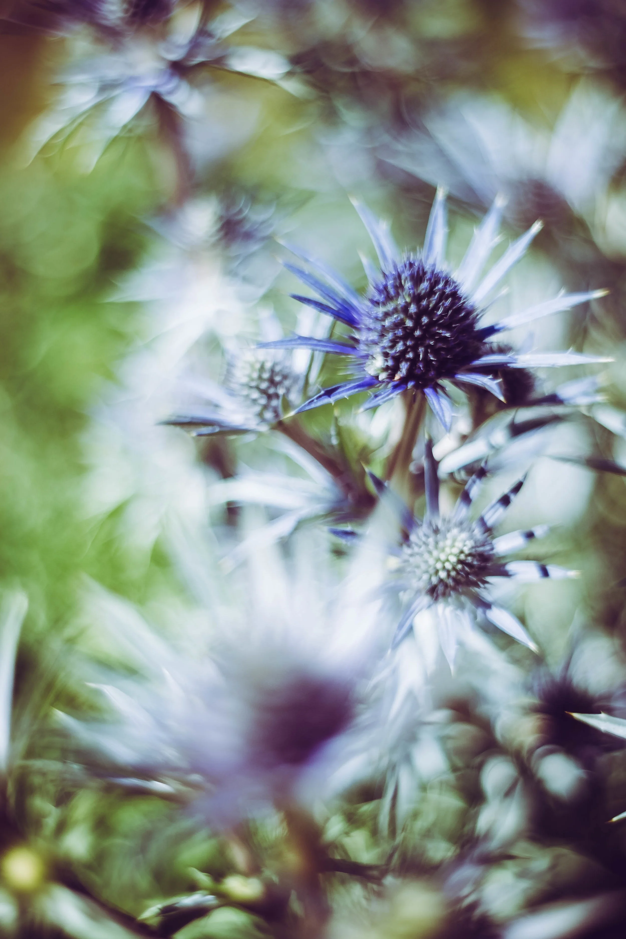 DSCF6115.jpg