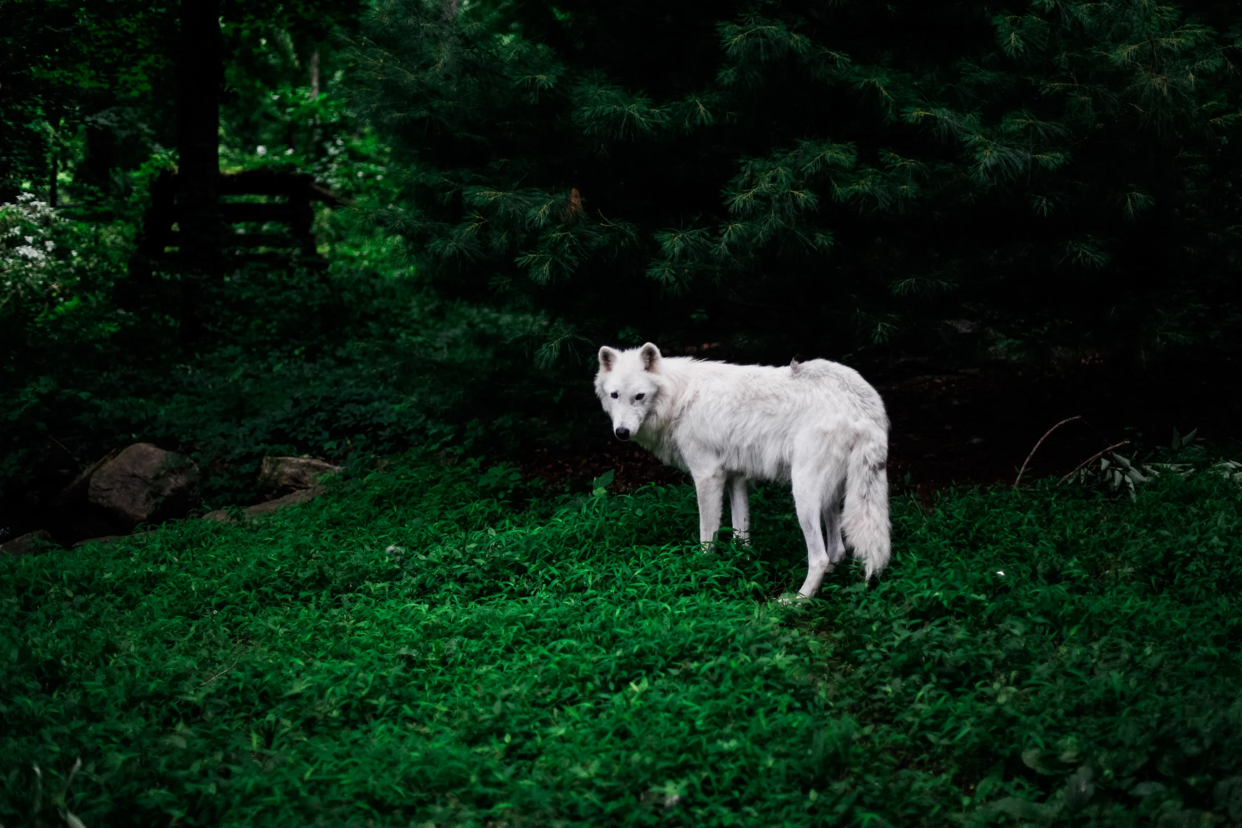 Wolf Sanctuary