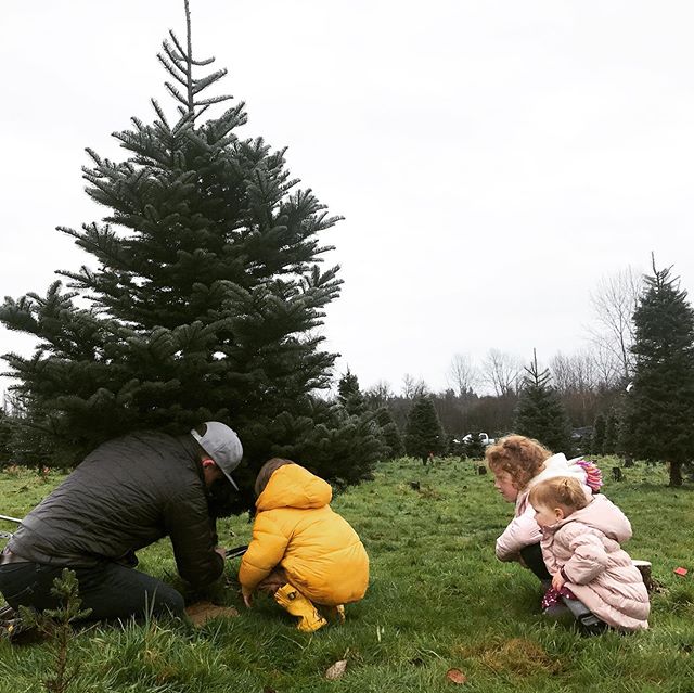 Christmas tree hunt!