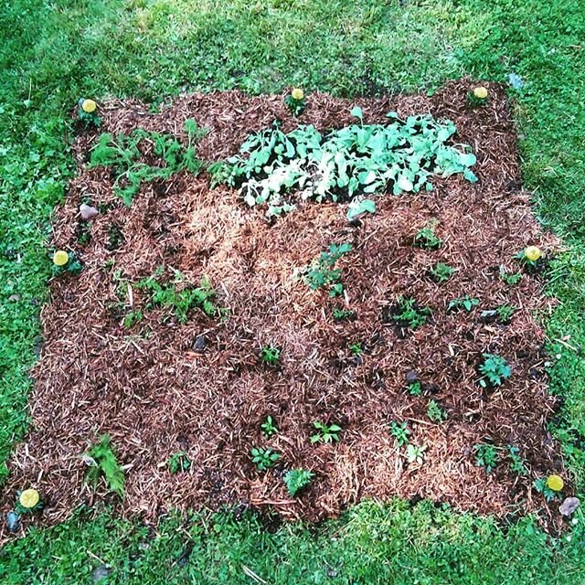 Our vegetable garden got some much needed TLC today.  We also scaled things back compared to last year, because, contrary to popular belief, one family doesn't need 100+ tomatoes and peppers each week... .
.
#garden #gardening